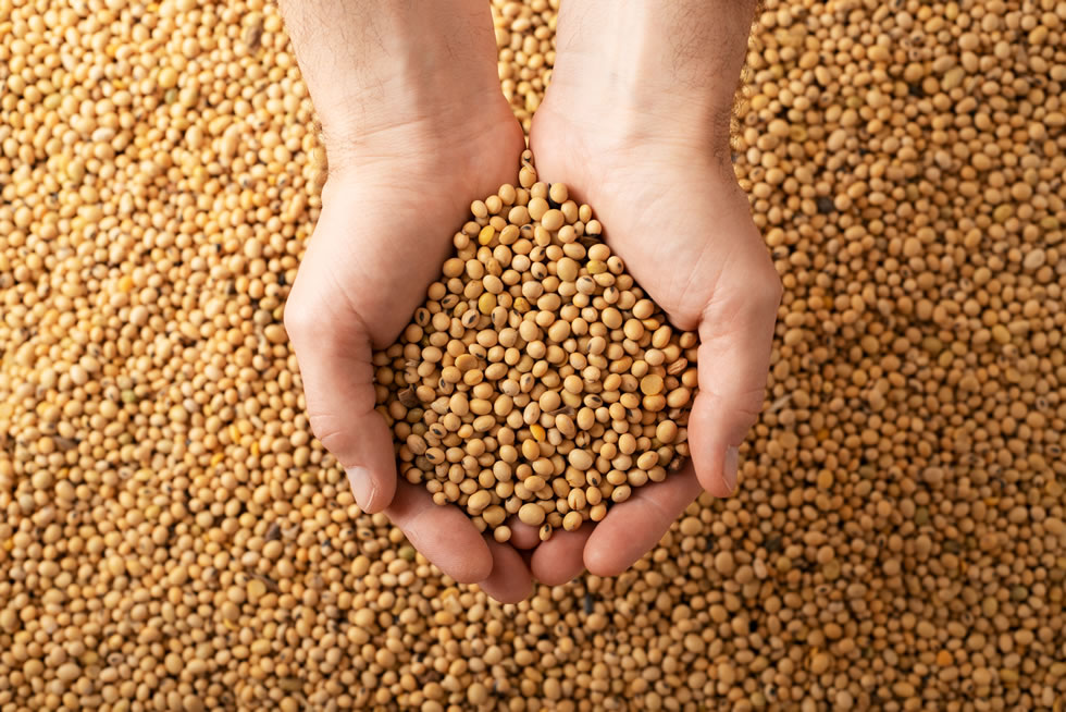 Soja: Com USDA surpreendendo, mercado na CBOT fecha 5ª feira com altas de mais de 30 pts